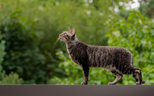 Cat on the Ledge from Chrome web store to be run with OffiDocs Chromium online Cat on the Ledge from Chrome web store to be run with OffiDocs Chromium online