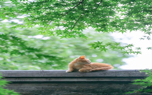Cat on the roof wallpaper from Chrome web store to be run with OffiDocs Chromium online Cat on the roof wallpaper from Chrome web store to be run with OffiDocs Chromium online