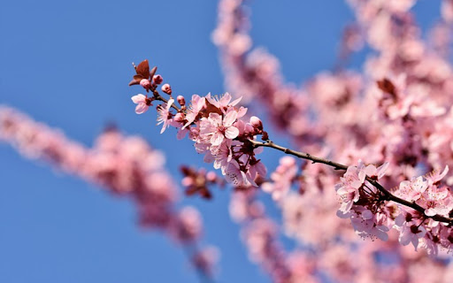 CHERRY TREE Theme from Chrome web store to be run with OffiDocs Chromium online CHERRY TREE Theme from Chrome web store to be run with OffiDocs Chromium online