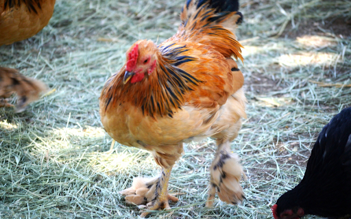 Chicken and leg feathers from Chrome web store to be run with OffiDocs Chromium online Chicken and leg feathers from Chrome web store to be run with OffiDocs Chromium online