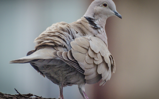 Chim bồ câu from Chrome web store to be run with OffiDocs Chromium online Chim bồ câu from Chrome web store to be run with OffiDocs Chromium online