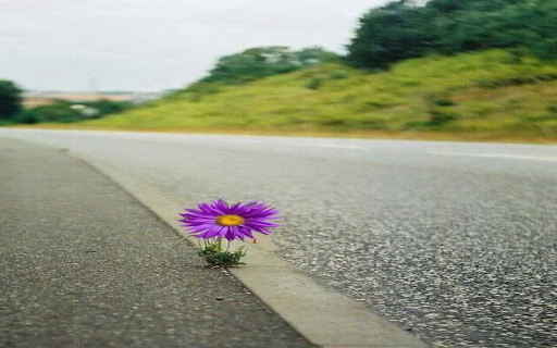 Chrysanthemums growing on the the highway wallpaper from Chrome web store to be run with OffiDocs Chromium online Chrysanthemums growing on the the highway wallpaper from Chrome web store to be run with OffiDocs Chromium online