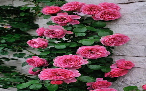 climbing rose wallpaper from Chrome web store to be run with OffiDocs Chromium online climbing rose wallpaper from Chrome web store to be run with OffiDocs Chromium online
