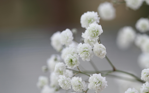 Close up of White Blossoms from Chrome web store to be run with OffiDocs Chromium online Close up of White Blossoms from Chrome web store to be run with OffiDocs Chromium online