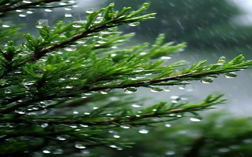 Close up wallpaper of pine trees from Chrome web store to be run with OffiDocs Chromium online Close up wallpaper of pine trees from Chrome web store to be run with OffiDocs Chromium online