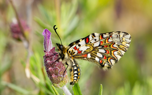 closeup zerynthia rumina butterfly sitting flower garden captured daytime from Chrome web store to be run with OffiDocs Chromium online closeup zerynthia rumina butterfly sitting flower garden captured daytime from Chrome web store to be run with OffiDocs Chromium online