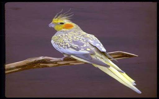 Cockatiel Wallpaper from Chrome web store to be run with OffiDocs Chromium online Cockatiel Wallpaper from Chrome web store to be run with OffiDocs Chromium online