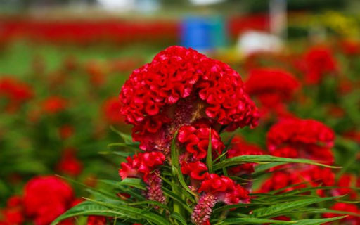 Cockscomb flowers wallpapers from Chrome web store to be run with OffiDocs Chromium online Cockscomb flowers wallpapers from Chrome web store to be run with OffiDocs Chromium online