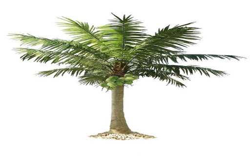 coconut tree wallpaper from Chrome web store to be run with OffiDocs Chromium online coconut tree wallpaper from Chrome web store to be run with OffiDocs Chromium online