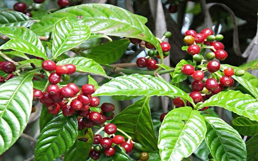 coffee tree wallpaper from Chrome web store to be run with OffiDocs Chromium online coffee tree wallpaper from Chrome web store to be run with OffiDocs Chromium online