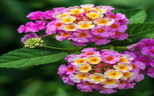 Colorful flower wallpaper from Chrome web store to be run with OffiDocs Chromium online Colorful flower wallpaper from Chrome web store to be run with OffiDocs Chromium online
