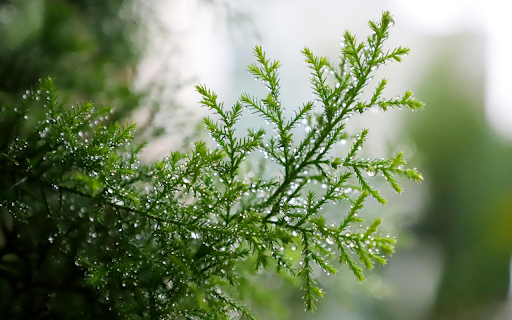 Coniferous branches from Chrome web store to be run with OffiDocs Chromium online Coniferous branches from Chrome web store to be run with OffiDocs Chromium online