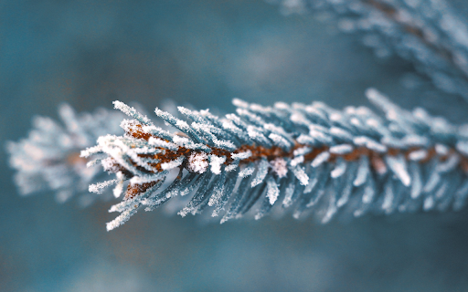 Coniferous branches and snow bushes from Chrome web store to be run with OffiDocs Chromium online Coniferous branches and snow bushes from Chrome web store to be run with OffiDocs Chromium online