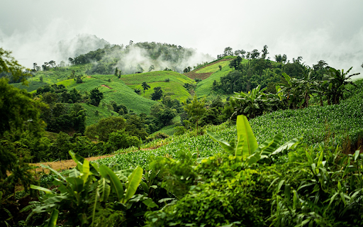 Corn and banana fields from Chrome web store to be run with OffiDocs Chromium online Corn and banana fields from Chrome web store to be run with OffiDocs Chromium online