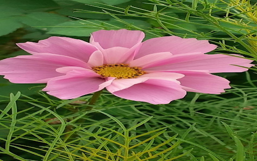 Cosmos flower wallpaper from Chrome web store to be run with OffiDocs Chromium online Cosmos flower wallpaper from Chrome web store to be run with OffiDocs Chromium online