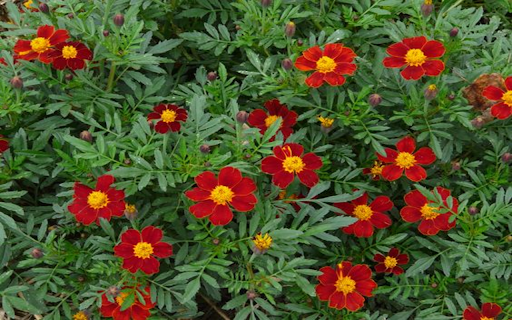 Cottage Red marigolds flower wallpaper from Chrome web store to be run with OffiDocs Chromium online Cottage Red marigolds flower wallpaper from Chrome web store to be run with OffiDocs Chromium online