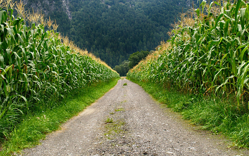Countryside Cornfield Path from Chrome web store to be run with OffiDocs Chromium online Countryside Cornfield Path from Chrome web store to be run with OffiDocs Chromium online