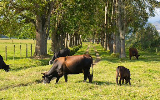 cows and grassy road from Chrome web store to be run with OffiDocs Chromium online cows and grassy road from Chrome web store to be run with OffiDocs Chromium online