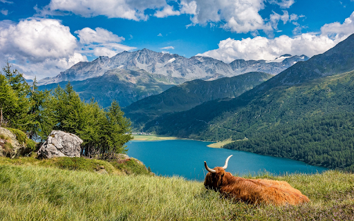 Cow sleeping on the shore of the lake from Chrome web store to be run with OffiDocs Chromium online Cow sleeping on the shore of the lake from Chrome web store to be run with OffiDocs Chromium online