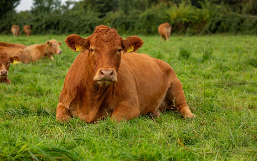 Cows lie on the grass field from Chrome web store to be run with OffiDocs Chromium online Cows lie on the grass field from Chrome web store to be run with OffiDocs Chromium online