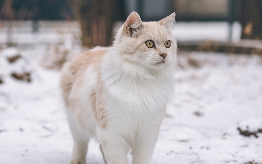Creamy furry cat from Chrome web store to be run with OffiDocs Chromium online Creamy furry cat from Chrome web store to be run with OffiDocs Chromium online