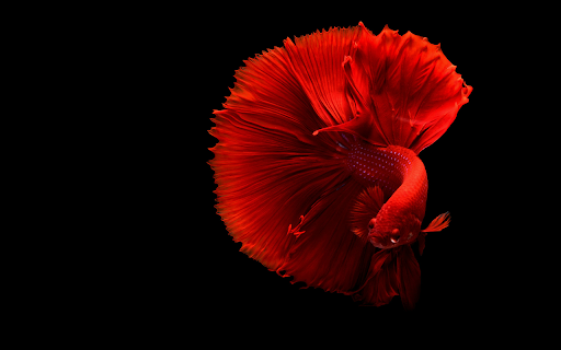 Crimson Betta Elegance Theme from Chrome web store to be run with OffiDocs Chromium online Crimson Betta Elegance Theme from Chrome web store to be run with OffiDocs Chromium online