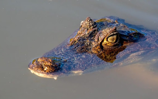 CROCODILE Theme from Chrome web store to be run with OffiDocs Chromium online CROCODILE Theme from Chrome web store to be run with OffiDocs Chromium online