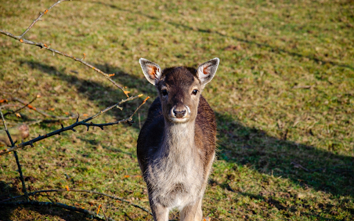 Cute Deer from Chrome web store to be run with OffiDocs Chromium online Cute Deer from Chrome web store to be run with OffiDocs Chromium online
