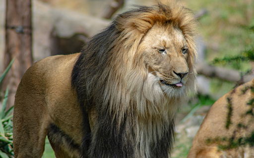 Cute Lion from Chrome web store to be run with OffiDocs Chromium online Cute Lion from Chrome web store to be run with OffiDocs Chromium online