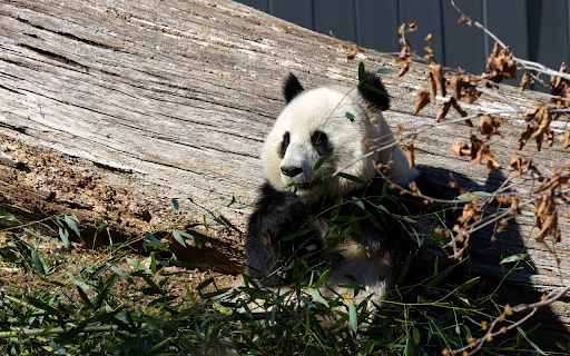 Cute Panda from Chrome web store to be run with OffiDocs Chromium online Cute Panda from Chrome web store to be run with OffiDocs Chromium online
