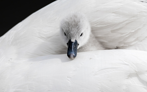 Cygnet swan from Chrome web store to be run with OffiDocs Chromium online Cygnet swan from Chrome web store to be run with OffiDocs Chromium online