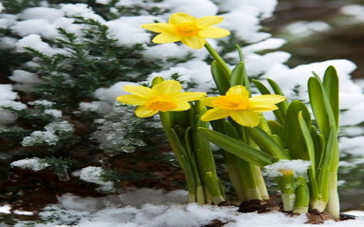 Daffodil Flavored Snow flower wallpaper from Chrome web store to be run with OffiDocs Chromium online Daffodil Flavored Snow flower wallpaper from Chrome web store to be run with OffiDocs Chromium online