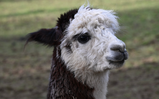 Dairy alpaca from Chrome web store to be run with OffiDocs Chromium online Dairy alpaca from Chrome web store to be run with OffiDocs Chromium online