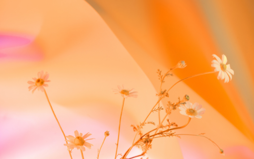Daisy Under the Sunset Theme from Chrome web store to be run with OffiDocs Chromium online Daisy Under the Sunset Theme from Chrome web store to be run with OffiDocs Chromium online