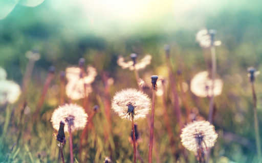 Dandelion at Sunset Theme from Chrome web store to be run with OffiDocs Chromium online Dandelion at Sunset Theme from Chrome web store to be run with OffiDocs Chromium online