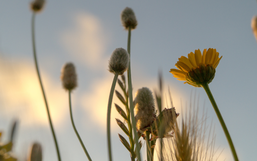 Dandelion Flowers at Sunset from Chrome web store to be run with OffiDocs Chromium online Dandelion Flowers at Sunset from Chrome web store to be run with OffiDocs Chromium online