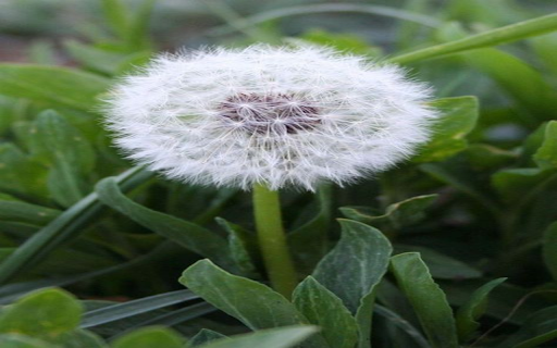 Dandelion wallpaper from Chrome web store to be run with OffiDocs Chromium online Dandelion wallpaper from Chrome web store to be run with OffiDocs Chromium online