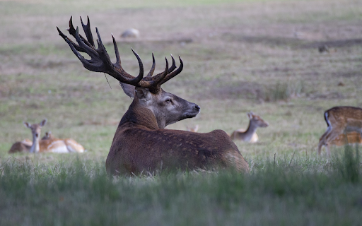 Deer herd resting from Chrome web store to be run with OffiDocs Chromium online Deer herd resting from Chrome web store to be run with OffiDocs Chromium online