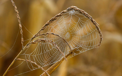 Dew Covered Spider Web on Dry Grass from Chrome web store to be run with OffiDocs Chromium online Dew Covered Spider Web on Dry Grass from Chrome web store to be run with OffiDocs Chromium online