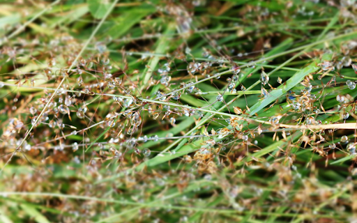 Dew Damp Grass Flowers from Chrome web store to be run with OffiDocs Chromium online Dew Damp Grass Flowers from Chrome web store to be run with OffiDocs Chromium online