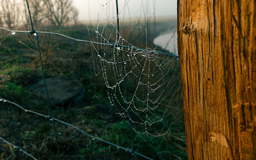 Dew soaked spider web from Chrome web store to be run with OffiDocs Chromium online Dew soaked spider web from Chrome web store to be run with OffiDocs Chromium online