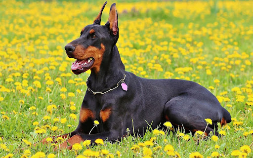 Doberman Puppies in Las Cruces from Chrome web store to be run with OffiDocs Chromium online Doberman Puppies in Las Cruces from Chrome web store to be run with OffiDocs Chromium online
