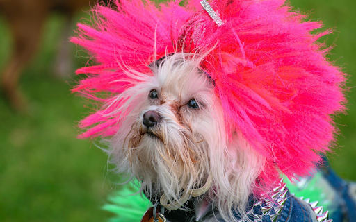 Dog and Wig from Chrome web store to be run with OffiDocs Chromium online Dog and Wig from Chrome web store to be run with OffiDocs Chromium online