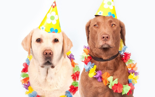 Dog birthday from Chrome web store to be run with OffiDocs Chromium online Dog birthday from Chrome web store to be run with OffiDocs Chromium online