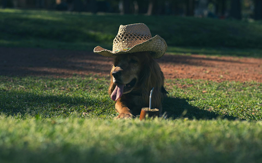 Dog in a Hat from Chrome web store to be run with OffiDocs Chromium online Dog in a Hat from Chrome web store to be run with OffiDocs Chromium online