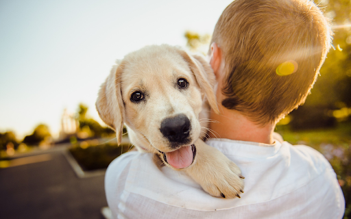 Dog on shoulder from Chrome web store to be run with OffiDocs Chromium online Dog on shoulder from Chrome web store to be run with OffiDocs Chromium online