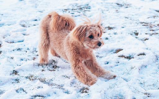 Dog playing in the snow from Chrome web store to be run with OffiDocs Chromium online Dog playing in the snow from Chrome web store to be run with OffiDocs Chromium online
