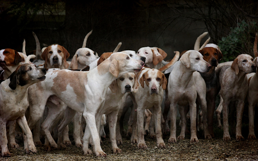 Dogs follow the pack from Chrome web store to be run with OffiDocs Chromium online Dogs follow the pack from Chrome web store to be run with OffiDocs Chromium online
