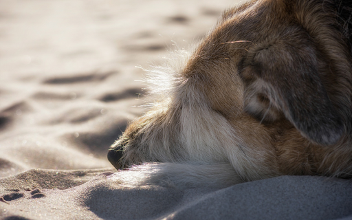 Dog sleeping on the sand from Chrome web store to be run with OffiDocs Chromium online Dog sleeping on the sand from Chrome web store to be run with OffiDocs Chromium online