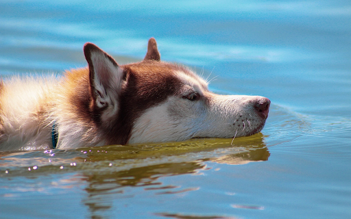 Dog swimming in water from Chrome web store to be run with OffiDocs Chromium online Dog swimming in water from Chrome web store to be run with OffiDocs Chromium online